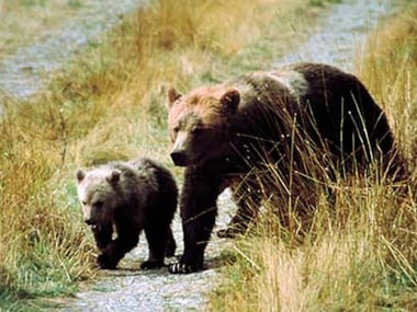 Brown bears