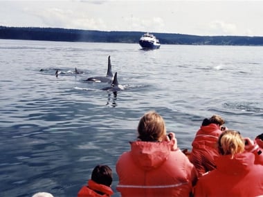 Whale watching