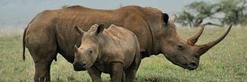 Rhino in the Kenyan plains