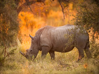 Rhino, Kruger National Park