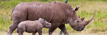Rhinos in Kenya