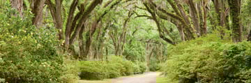 Beautiful Louisiana flora