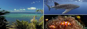 Rotan, Honduras & Marine life sightings