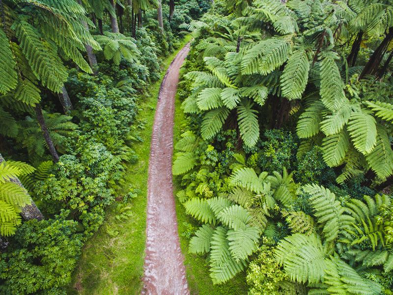 rotorua forest walk