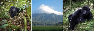 Rwanda Gorillas & landscapes