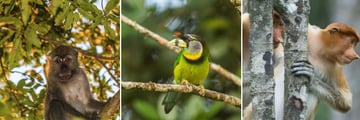 Wildlife Sightings, Sabah