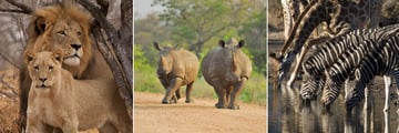South African safari wildlife