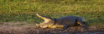 Saltwater crocodile in Kakadu, Katherine