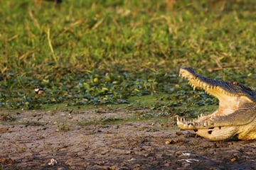 Saltwater crocodile in Kakadu, Katherine