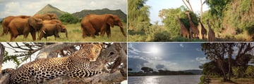 Samburu National Reserve wildlife & landscapes
