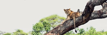Lioness at Sanctuary Swala Camp