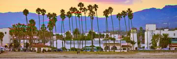 Santa Barbara palms