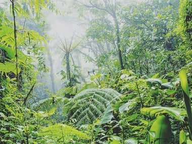 Santa Elena Cloud Forest, Costa Rica