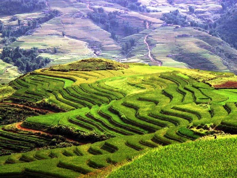 Sapa Rice Terraces, Vietnam
