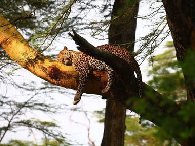 Leopard relaxing at Sarova Lion Hill Game Lodge