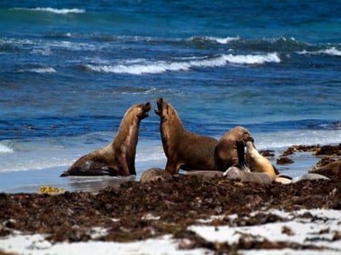 Sea lions on Kangaroo Island