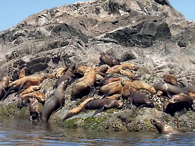 sea lions on a rock