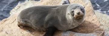Seals in Norooma, New South Wales