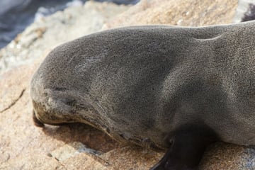 Seals in Norooma, New South Wales