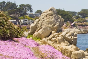 Pacific Grove, Monterey