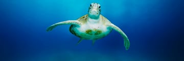 Sea turtle swimming in Barbados