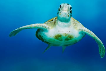 Sea turtle swimming in Barbados