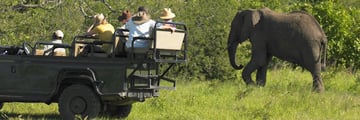 Game drives in South Africa
