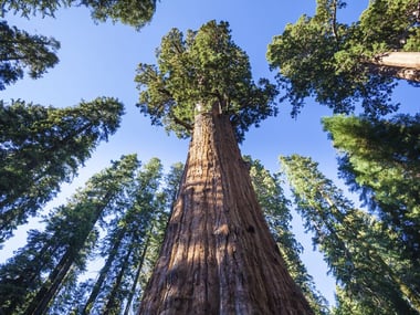 General Sherman