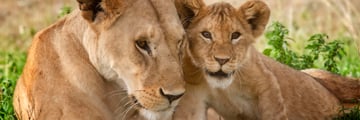 Lion in the Serengeti