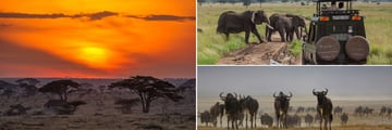 The Serengeti
