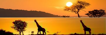 Serengeti sunset and giraffes