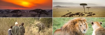 Serengeti landscapes & wildlife