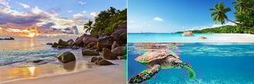 Seychelles beaches & Hawksbill turtle
