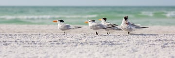 Siesta Key, Sarasota