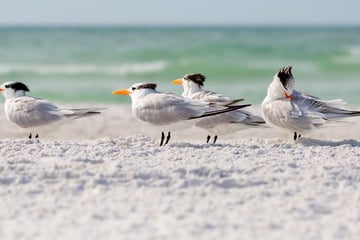 Siesta Key, Sarasota