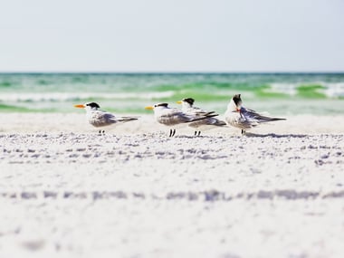 Sarasota