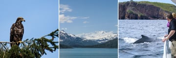Sightseeing Cruise from Prince Rupert to Port Hardy
