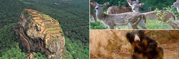 Sigiriya Rock aerial view & Minneriya wildlife