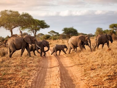 Elephant herd in Tarangire National Park