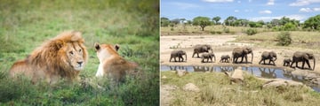 Lion in Serengeti National Park and an elephant herd in Tarangire National Park