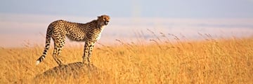 Beautiful cheetah in Serengeti National Park