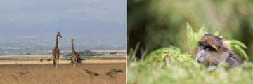 Skyes monkey and giraffes in Aberdare National Park