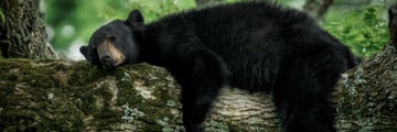 Sleeping black bear in the Great Smoky Mountains, Tennessee