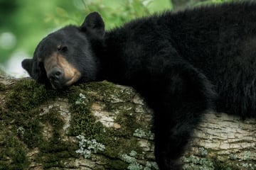 Sleeping black bear in the Great Smoky Mountains, Tennessee