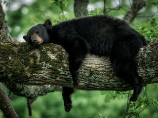 Sleeping bear in the Great Smokies