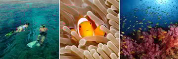 Snorkelling in Menjangan, Bali