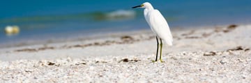 A snowy white egret resting on Bonita Springs beach