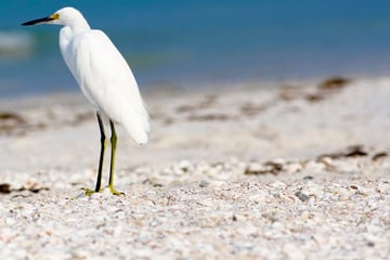 A snowy white egret resting on Bonita Springs beach
