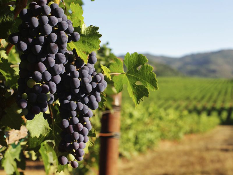 Sonoma County vineyards