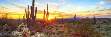 Sonoran Desert